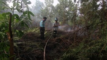Titik Api di Kalimantan Barat Berkurang Setelah Hujan 