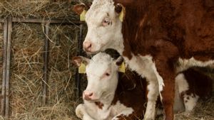 Characteristics Of Sick Sacrificial Animals: Beware Before Buying
