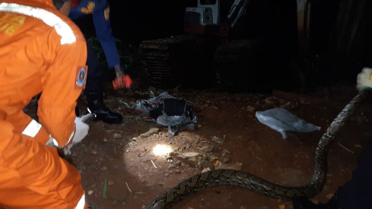 The Officers Successfully Evacuated The Python 3.5 Meters From The House Of Jagakarsa Residents