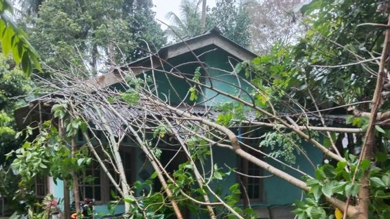 Strong Wind Of Ngamuk In Riau Islands, 1 Tumbang Tree Over The House Of Bintan Residents