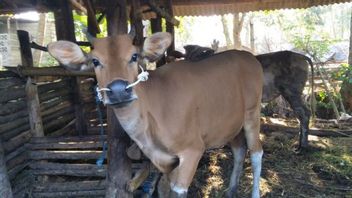 توصي MUI Lombok Tengah بالحيوانات المضحية التي يجب أن يكون لديها شهادة صحية