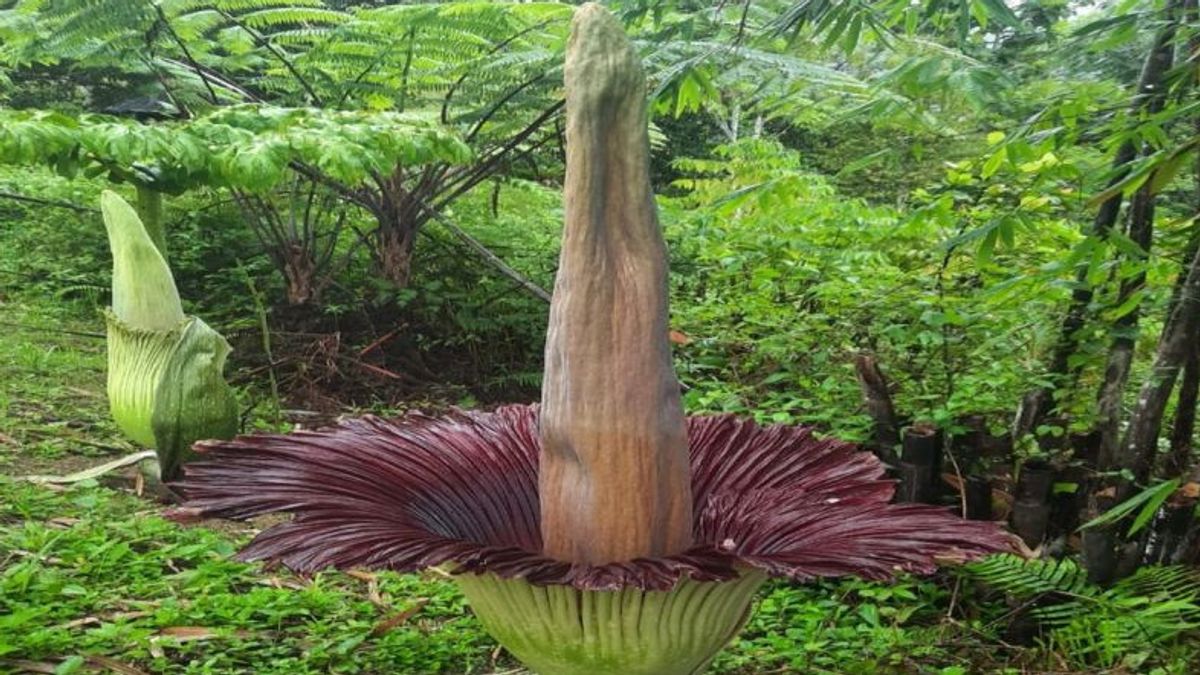 西ランプンリワ植物園の巨大な開花バンカイフラワーパーフェクト