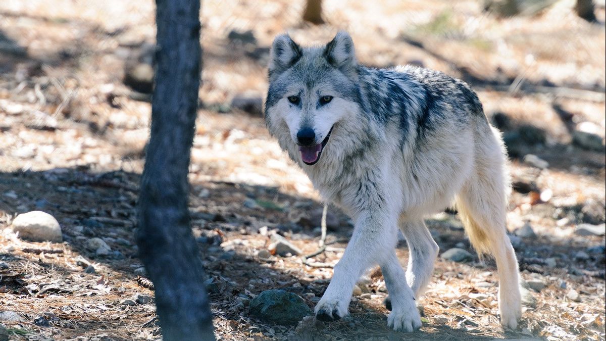 Out Of Yellowstone National Park, 20 Gray Wolves Were Shot By Hunters