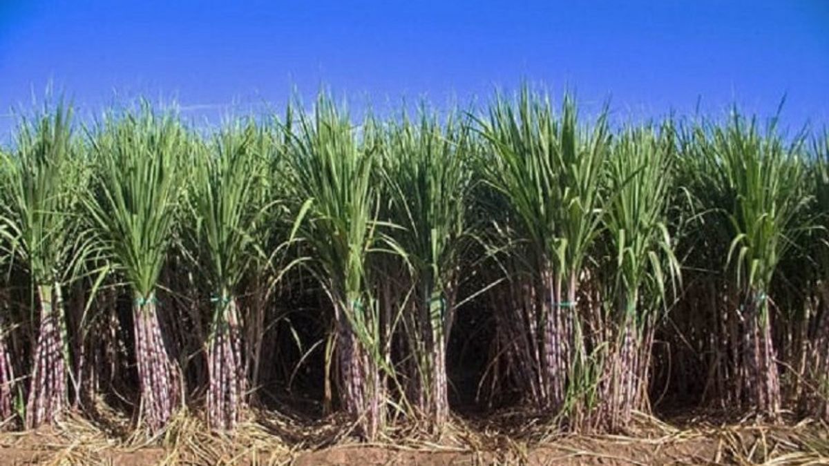 Fuel Trial From Tebu, Will It Affect Sugar Production?