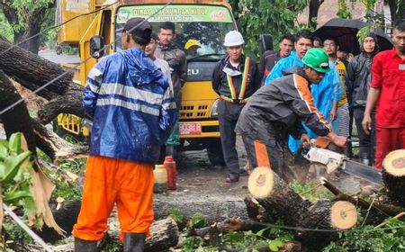 Cuaca Ekstrem Hujan Deras dan Angin Kencang, Puluhan Pohon Tumbang di Makassar