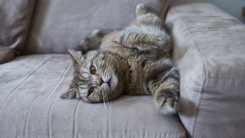 Why Do Cats Like Sofa Struggling? Find 4 Reasons Here