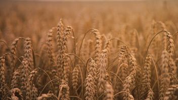 PM Pashinyan Bantah Kabar Armenia Tolak Gandum Rusia Demi Ukraina