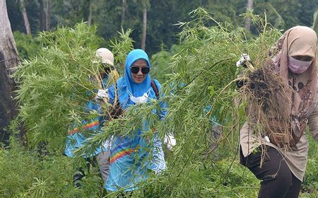 BNN Cabut dan Bakar Ganja yang Tertanam di tengah 3,5 Hektare di Ladang Aceh Besar