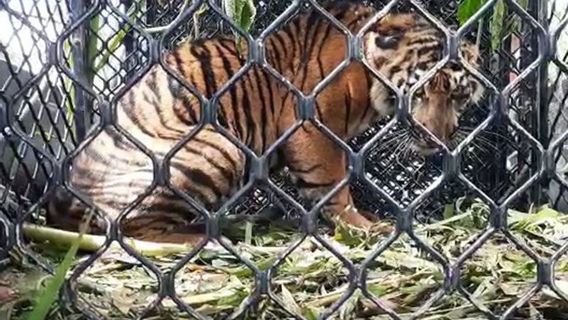 BKSDA Aceh Focuses On Healing Wounds On The Right Leg Of A Sumatran Tiger Cub