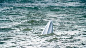 Dua Perahu Tenggelam di Lepas Pantai Tunisia: 29 Migran Afrika Tewas
