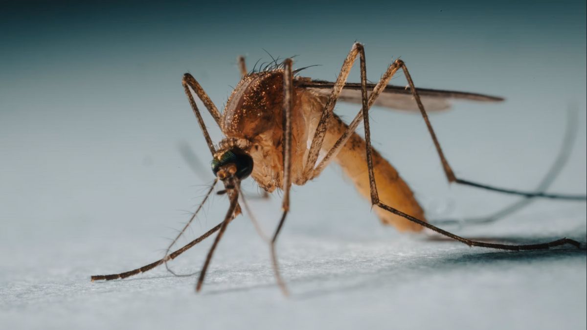 The Public Is Doubtful, The Minister Of Health Reveals Scientific Facts About The Wolbachia Mosquito 'Insistance' Of DHF Has Been Recognized By The World