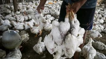 丹那本布卡尔瑟尔的家禽中有30例禽流感病例
