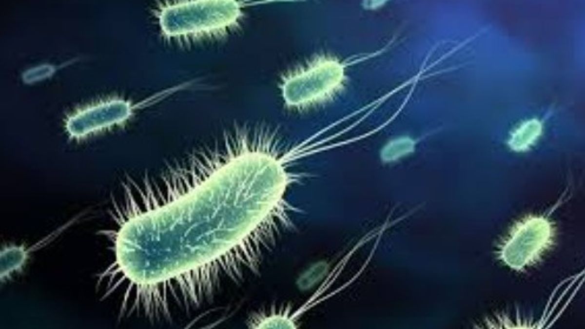 Berpengaruh Pada Kualitas Air! Apa Itu Bakteri Coliform? Berikut Penjelasan Lengkapnya
