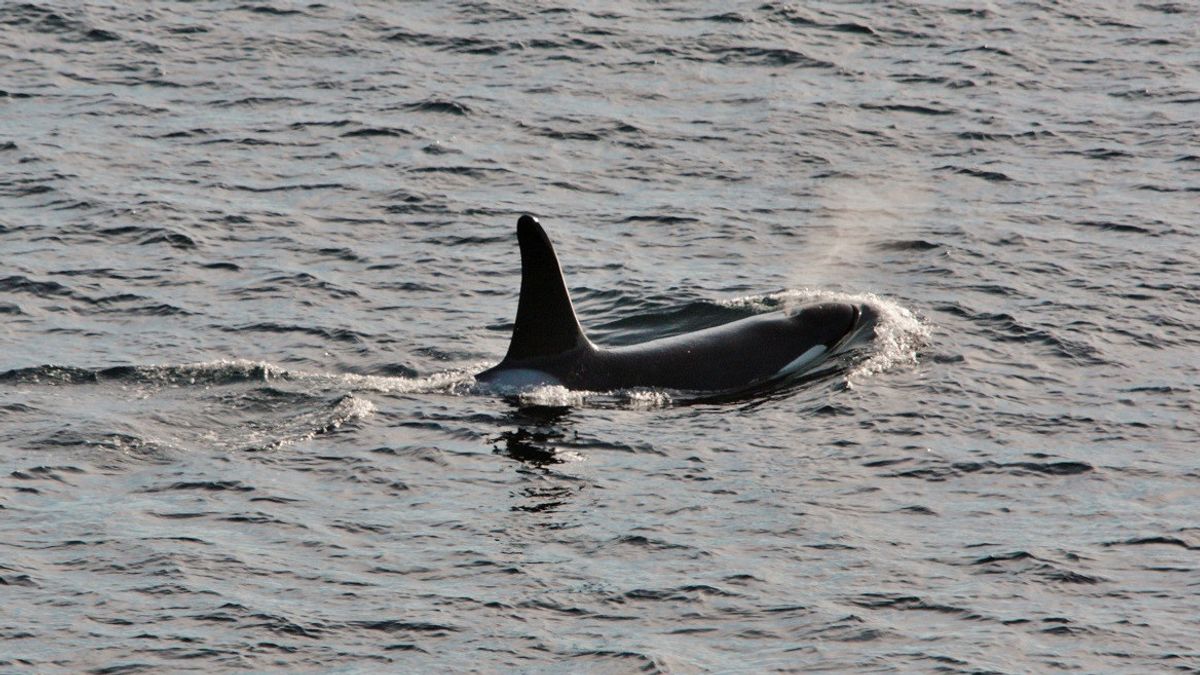 Failed To Be Led Into The Sea And Found To Be Seriously Ill, Killer Whale Trapped In The Seine Will Be 'put To Sleep'