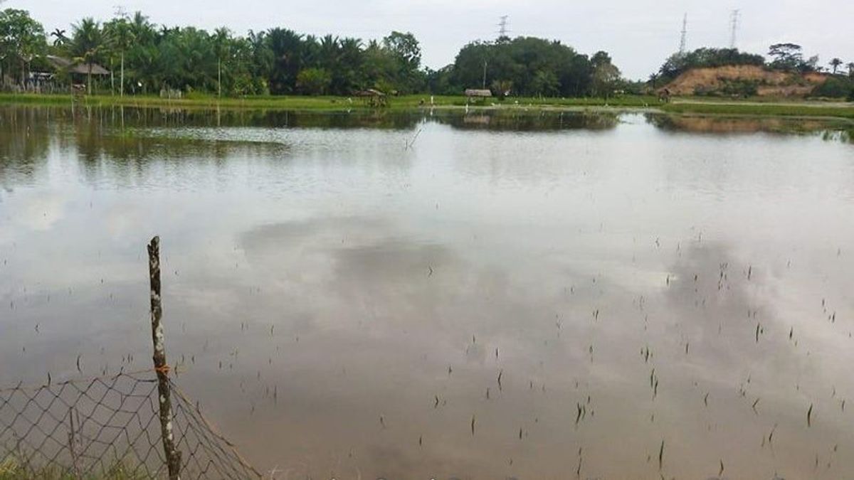 东亚齐2个村庄的稻田被淹，海拔30-70厘米