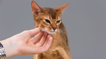 Kucing Menggigit Manja saat Dielus, Kenali Maksud <i>Love Bites</i> dari Anabul Kesayangan