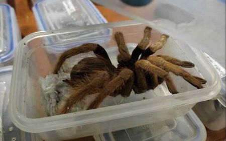 Otoritas Kolombia Sita 300 lebih Tarantula, Kalajengking dan Kecoak yang Coba Diselundupkan ke Eropa