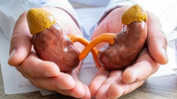 Berapa Lama Penyembuhan Ginjal Bocor, Gejala, dan Tips Perawatannya