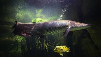 18 Ikan Invasif di DIY Dimusnahkan KKP, Termasuk Piranha dan Arapaima 