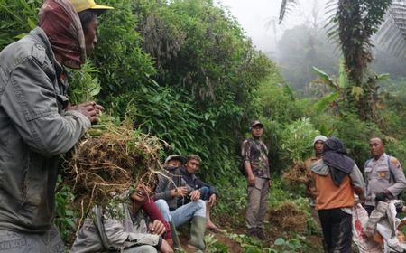 Polda Jatim Temukan 4 Titik Lahan Ganja di Lereng Gunung Semeru