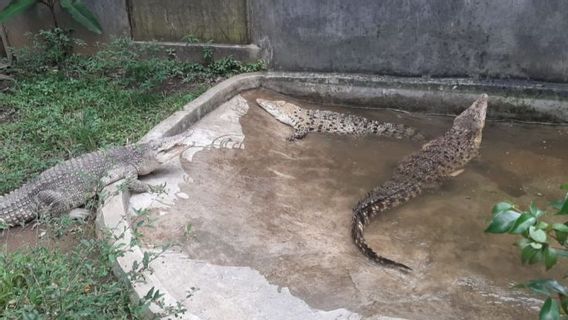 Taman Safari Bantu Evakuasi 5 Ekor buaya dari Permukiman Warga Ciamis-Cirebon