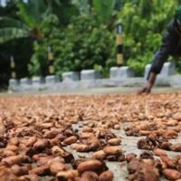 Harga Biji Kakao Turun di Januari 2026 Imbas Suplai Global Naik