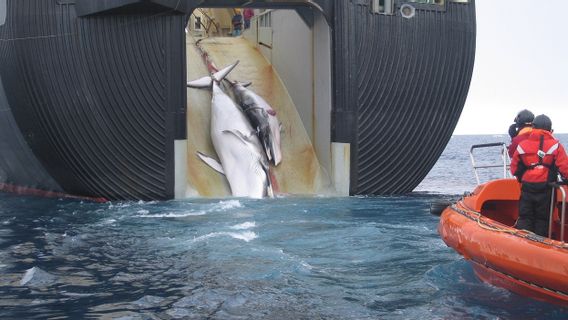Japan's Commercial Whale Hunt Season Begins off Hokaido Coast