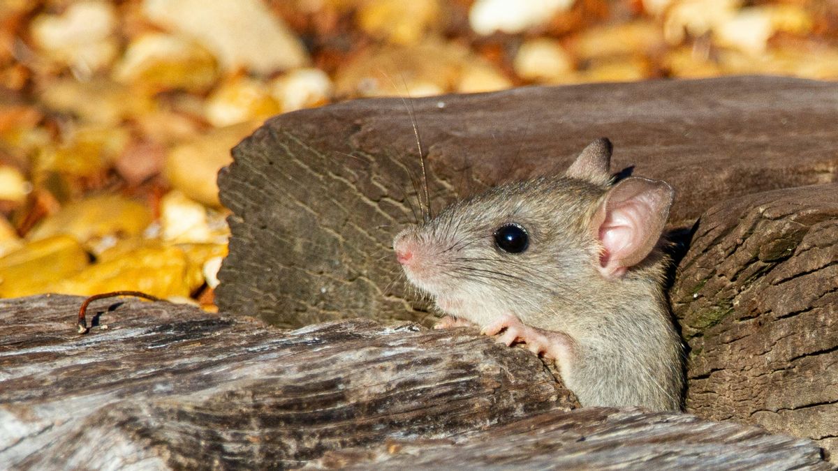 Bumbu Dapur Untuk Mengusir Tikus yang Mudah Ditemukan