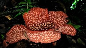 Kabar Langka, Dua Jenis Bunga Rafflesia Mekar di Hutan Bengkulu