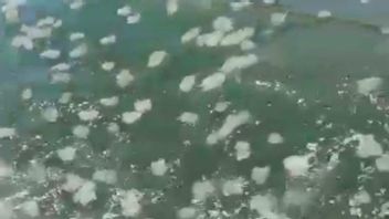 水母填充普罗博林戈海滩区