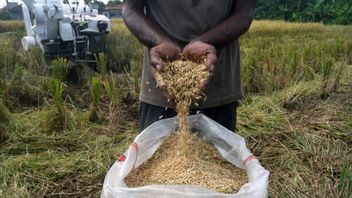 Deputy Minister Sudaryono Calls Grain HPP Rp6,500 Per Kg Prabowo's Commitment To Welfare Farmers