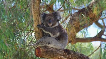 Koala Menuju Kepunahan