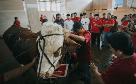 DPC PDIP Surabaya Potong 11 Sapi Kurban di RPH Pegirian