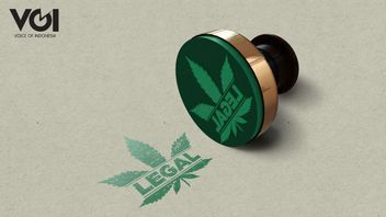 Gerindra立法者：如果合法化，必须密切监控医用大麻的使用