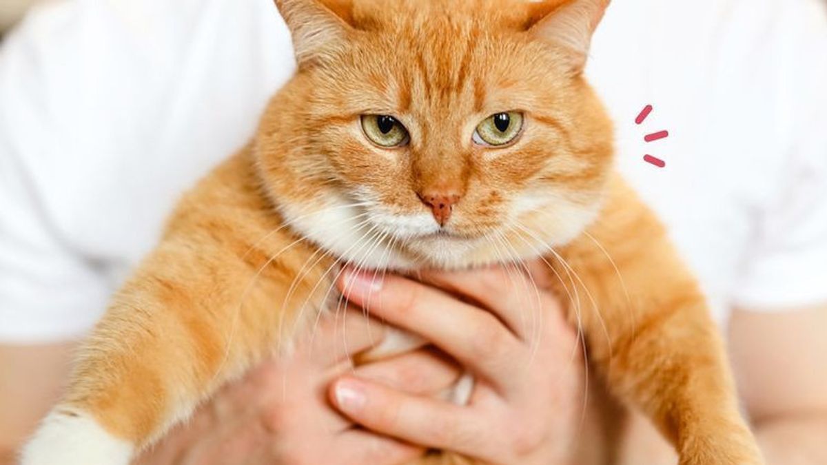 Penyebab Kegemukan Pada Kucing Setelah Dikebiri Menurut Ahli