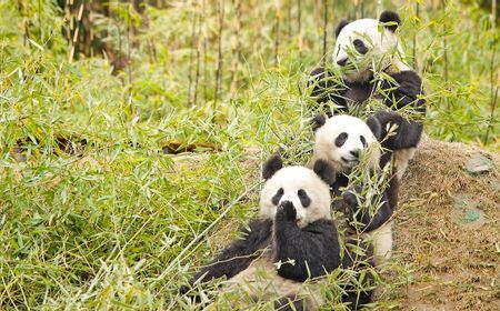 China Keluarkan Panda Raksasa dari Daftar Terancam Punah, Dihantui Perubahan Iklim