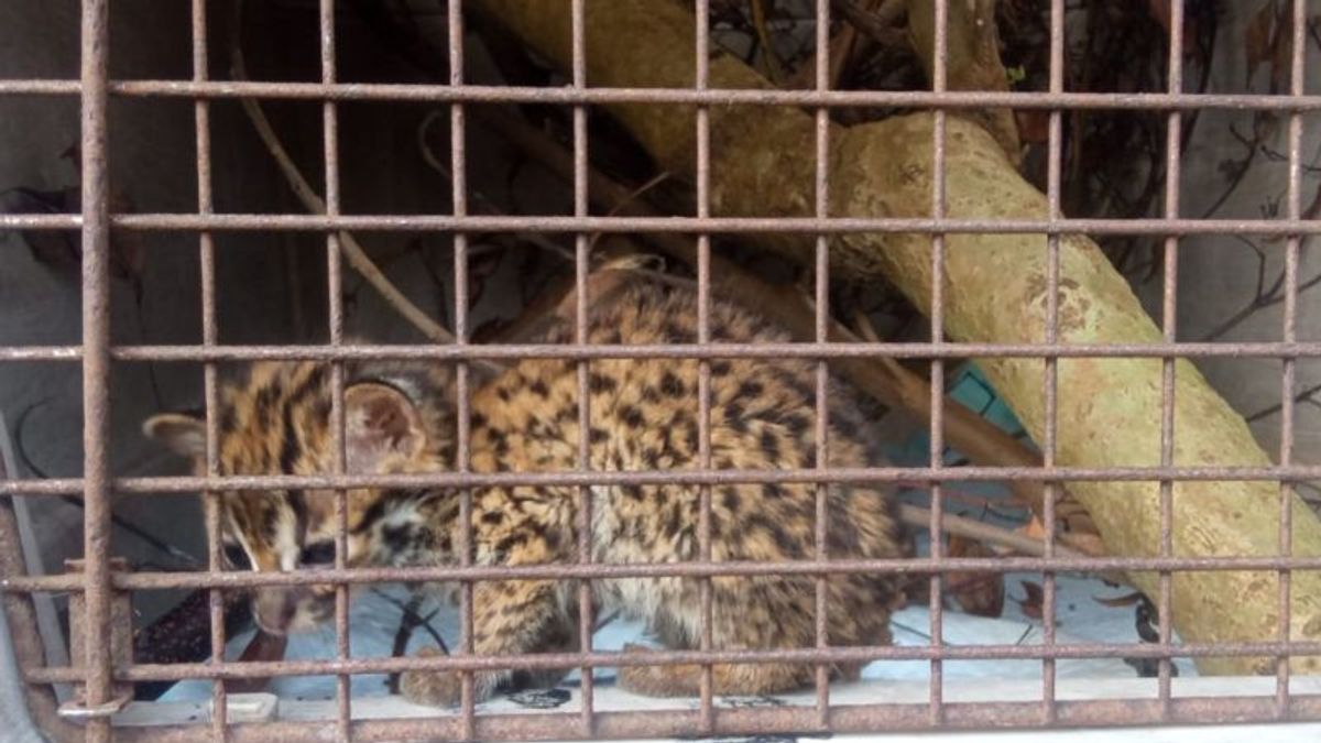 警察局长加鲁特保护野生动物的卖家,威胁5年,罚款1亿印尼盾