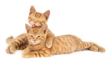 مضحك و Gemas ، هذه 6 أسباب لماذا القطط لعق بعضها البعض