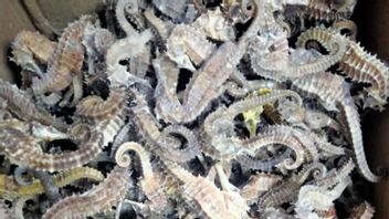 KKP Destroys 220 Kilograms Of Illegal Dried Seahorses