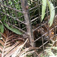 苏门答腊岛70％的老虎栖息地不在保护区范围内