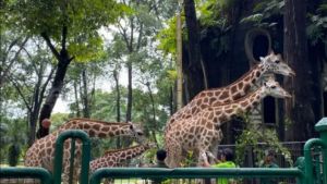 Ragunan Bakal Direvitalisasi, DPRD Ingatkan Harga Tiket Jangan Mahal 