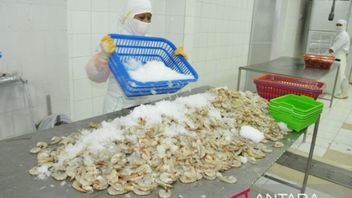 DPR Asks Government To Evaluate Cases Of Return Of Hundreds Of Tons Of Shrimp By US In The Aftermath Of Cesium-137