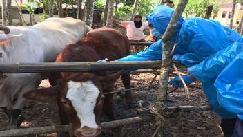 ウォノギリの住民は炭疽菌を検出しました カランモジョを離れた後、グヌンキドゥル家畜サービスは監視を行うために迅速に動きます