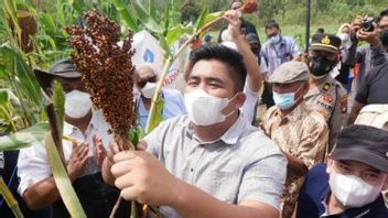 Bintan Regency Ciblé Pour être Le Paradis Des Plantes De Sorgho, Sera Exporté En Malaisie Et à Singapour