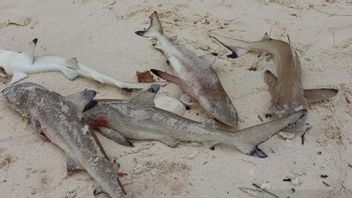 ダイバーはラジャアンパットの海岸で5匹の死んだサメの子を見つける
