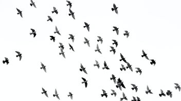 スプラッシュ、ギャニャールバリ島に散らばった落ちる鳥のビデオ