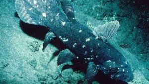 Mengenal Ikan Purba Coelacanth: Fakta Menarik yang Perlu Anda Ketahui