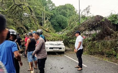 Pohon Tumbang Imbas Hujan Ektrem Timpa Mobil di Teluk Ambon, Seorang Pengemudi Tewas