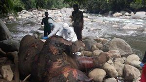 Bangkai Gajah Sumatra Ditemukan di Hutan Produksi Aceh