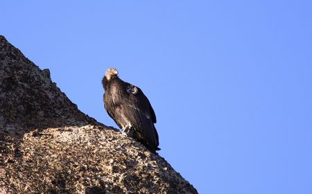 Terancam Punah, Burung Kondor Ternyata Bisa Berkembang Biak Tanpa Kawin